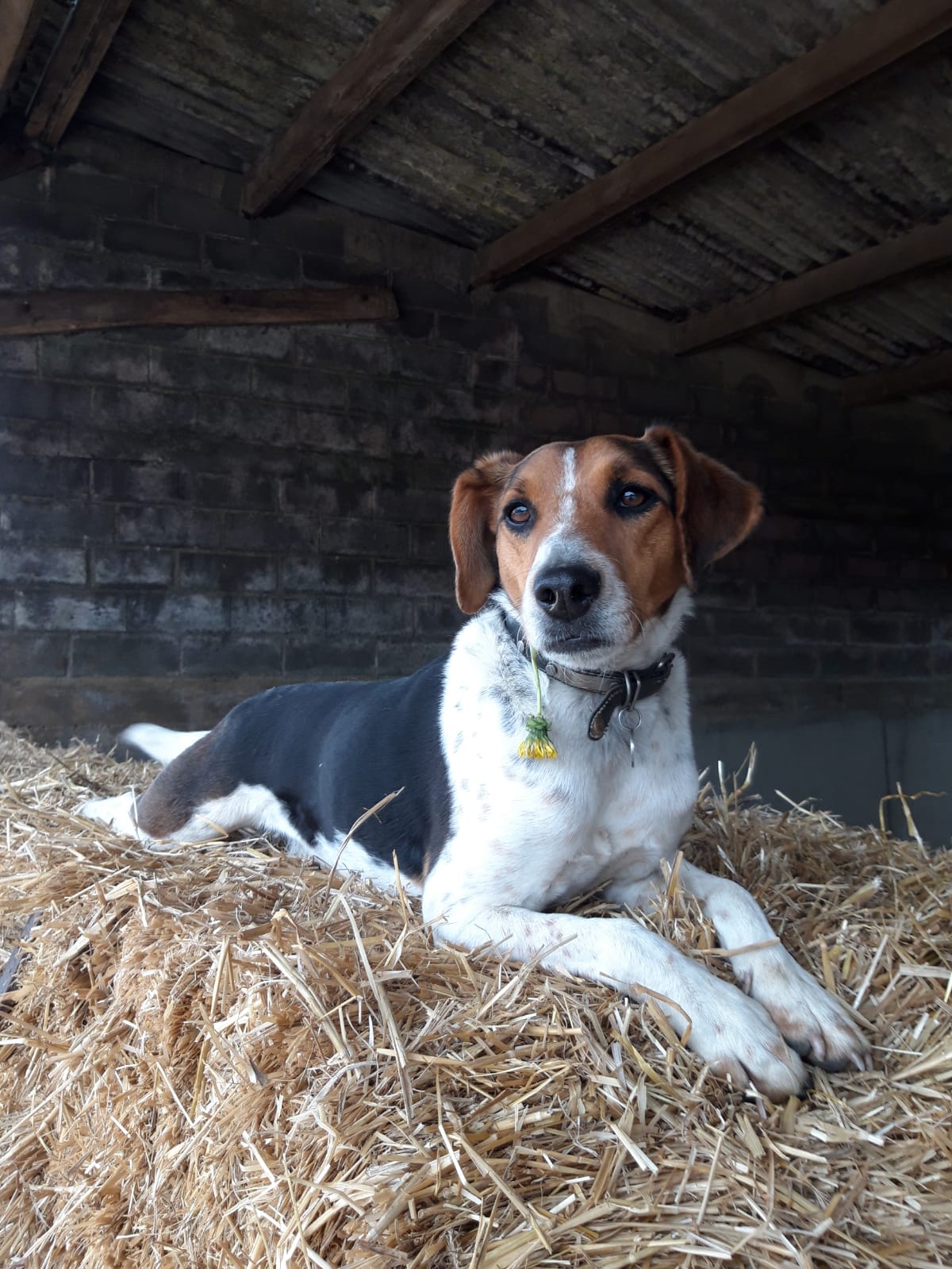 Locky, le chien de la ferme